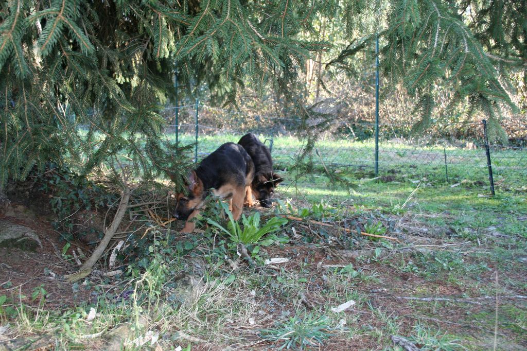 De L'Aura Des Loups - A vendre deux chiots